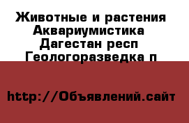 Животные и растения Аквариумистика. Дагестан респ.,Геологоразведка п.